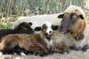 Churro Lambs
